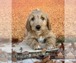 Small #1 Goldendoodle