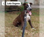 Small Huskies -Staffordshire Bull Terrier Mix