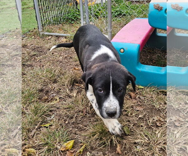 Medium Photo #3 Pyrenees Border Collie Puppy For Sale in Tracy City, TN, USA