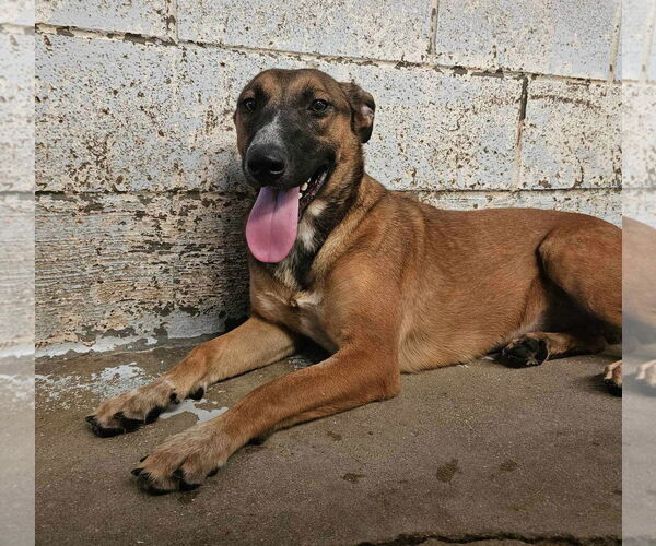 Medium Photo #3 Bull Terrier-Unknown Mix Puppy For Sale in El Centro, CA, USA