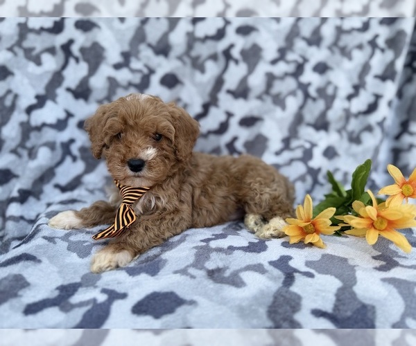 Medium Photo #6 Cavapoo (Miniature) Puppy For Sale in LAKELAND, FL, USA