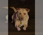 Small Chihuahua Mix