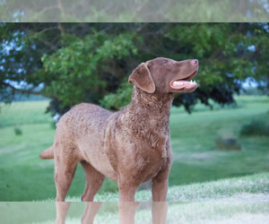 Mother of the Chesapeake Bay Retriever puppies born on 08/04/2022