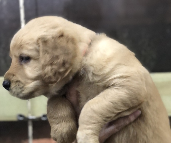 Medium Photo #6 Golden Retriever Puppy For Sale in MCCOMB, MS, USA