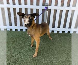 Mutt Dogs for adoption in Modesto, CA, USA