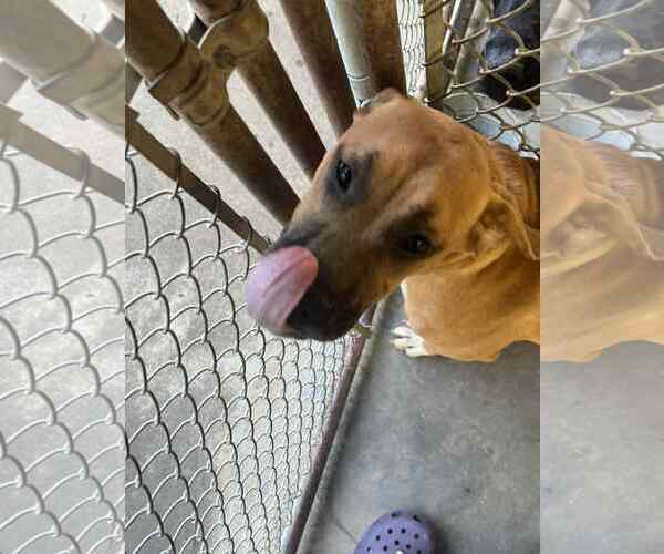 Medium Photo #2 Black Mouth Cur-Unknown Mix Puppy For Sale in Sheboygan, WI, USA