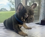 Small #3 French Bulldog