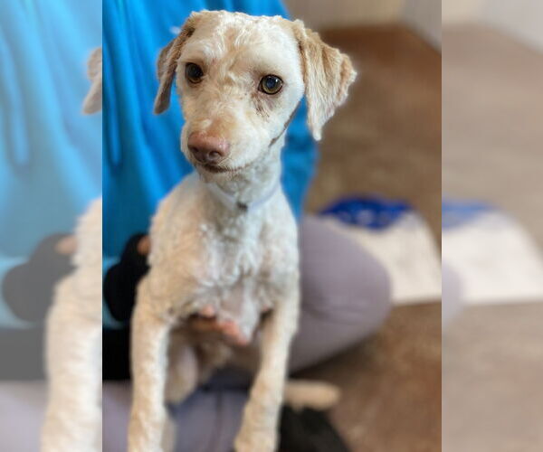 Medium Photo #2 Poodle (Miniature) Puppy For Sale in Salinas, CA, USA