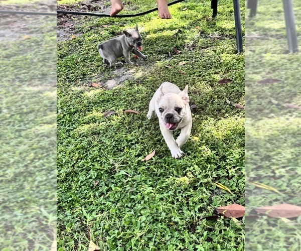 Medium Photo #10 French Bulldog Puppy For Sale in MICANOPY, FL, USA