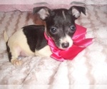 Small Photo #8 Chihuahua Puppy For Sale in JACKSON, MS, USA