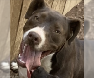 American Staffordshire Terrier-Labrador Retriever Mix Dogs for adoption in Bristol, CT, USA