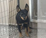 Small #1 Australian Kelpie-Labrador Retriever Mix