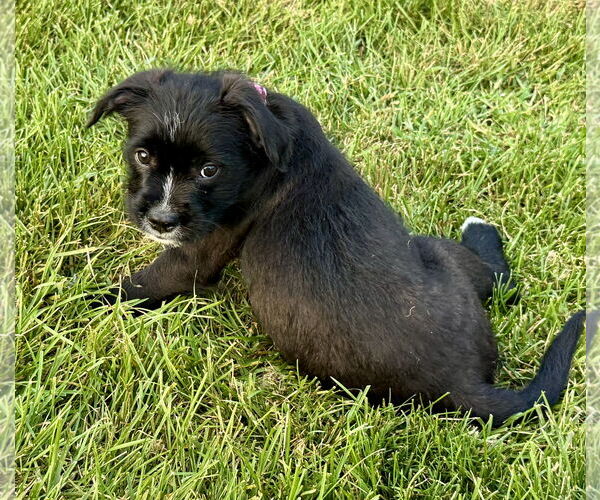 Medium Photo #2 Bearded Collie-Unknown Mix Puppy For Sale in Des Moines, IA, USA