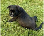 Small #1 Bearded Collie Mix