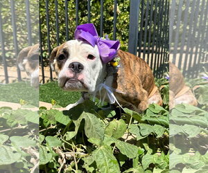Brooklyn - Female Bulldog-Unknown Mix Dog for Adoption - Photo #7