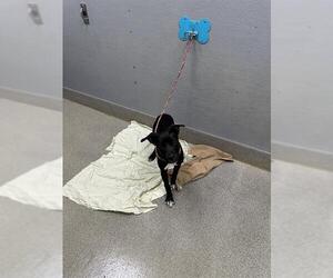 Mutt Dogs for adoption in Las Vegas, NV, USA