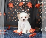 Small #3 Bichpoo