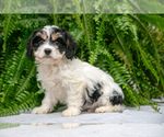 Puppy Luna Cavachon