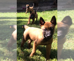 Small Photo #4 Belgian Malinois Puppy For Sale in JEFFERSON CITY, MO, USA
