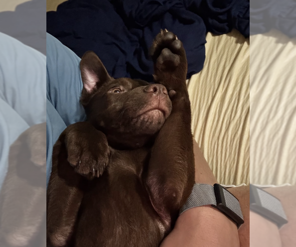 Medium Photo #10 Labrador Retriever-Unknown Mix Puppy For Sale in Brooklyn, NY, USA