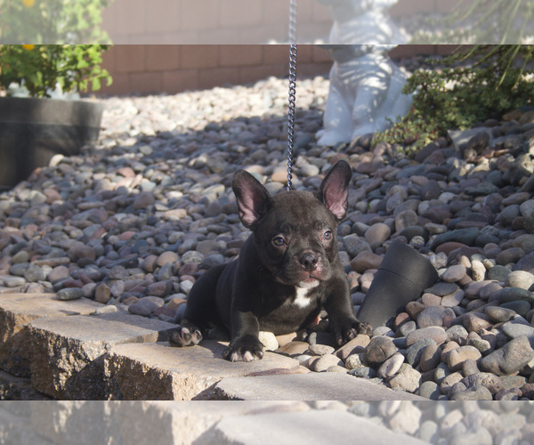 Medium Photo #1 American Bully Puppy For Sale in LAS VEGAS, NV, USA