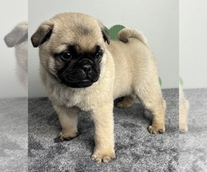 Pug Puppy for sale in INDIANAPOLIS, IN, USA