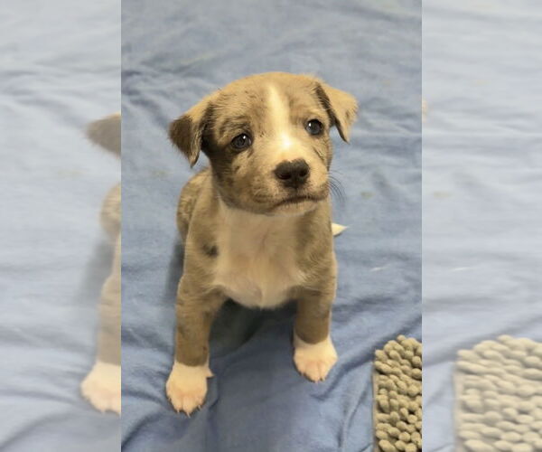 Medium Photo #1 Catahoula Leopard Dog-Unknown Mix Puppy For Sale in Green Forest, AR, USA
