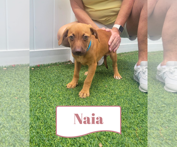 Medium Photo #1 Mutt Puppy For Sale in Pompano Beach , FL, USA