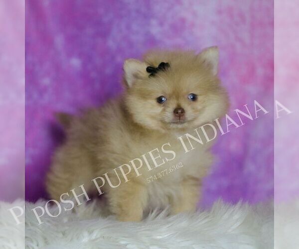 Medium Photo #56 Pomeranian Puppy For Sale in WARSAW, IN, USA