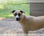 Small #3 Huskies -Retriever  Mix