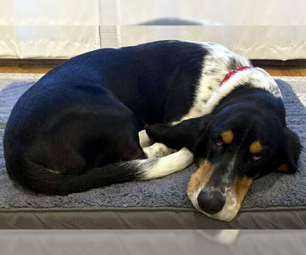 Medium Photo #2 Basset Hound Puppy For Sale in Deepwater, NJ, USA