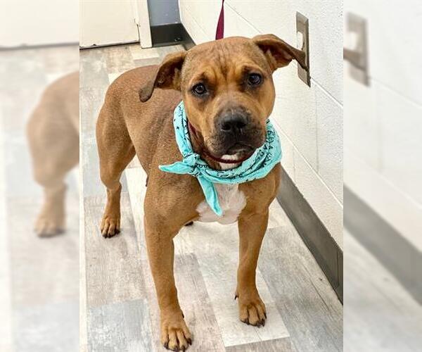 Medium Photo #1 Labrador Retriever Puppy For Sale in Lufkin, TX, USA