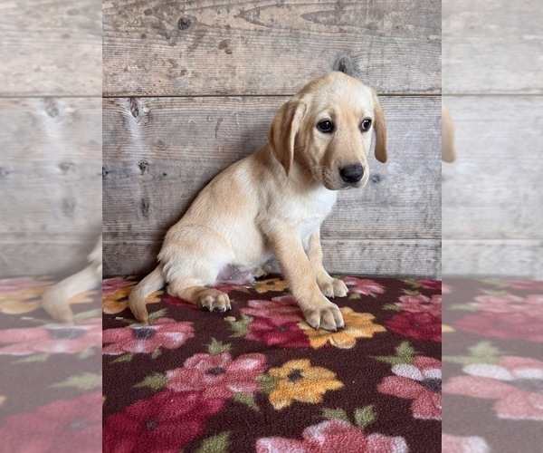 Medium Photo #12 Labrador Retriever Puppy For Sale in VERMONTVILLE, MI, USA