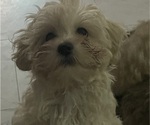 Small Photo #16 Maltipoo (Miniature) Puppy For Sale in PALMDALE, CA, USA