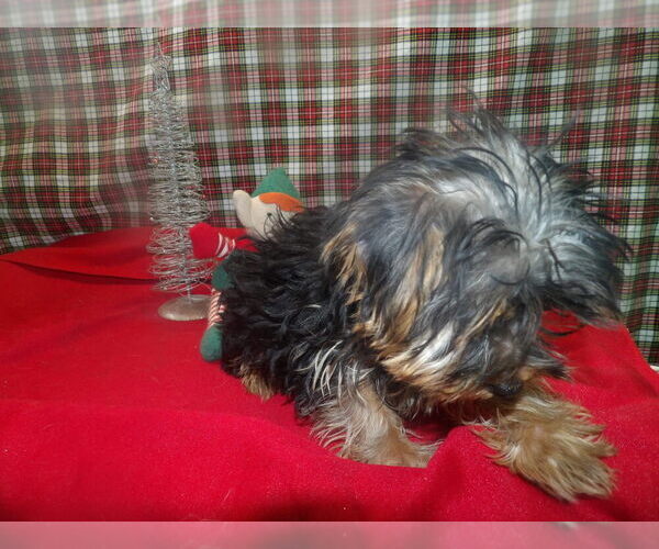 Medium Photo #2 Yorkshire Terrier Puppy For Sale in PATERSON, NJ, USA