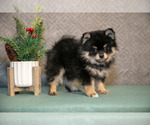 Puppy Wyatt Pomsky