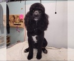 Small Photo #1 F2 Aussiedoodle Puppy For Sale in LOUISA, VA, USA