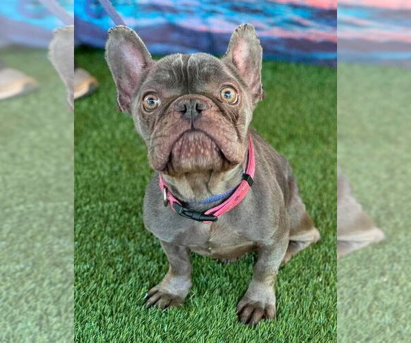 Medium Photo #4 French Bulldog Puppy For Sale in New York, NY, USA