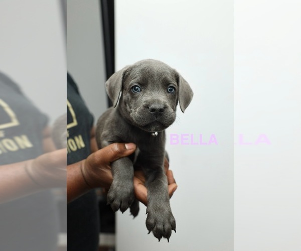 Medium Photo #10 Cane Corso Puppy For Sale in PHILADELPHIA, PA, USA