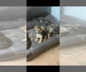 German Shepherd Dog-Wolf Hybrid Mix Puppy for sale in TECUMSEH, OK, USA