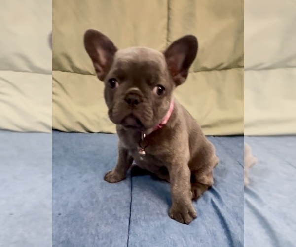 Medium Photo #71 French Bulldog Puppy For Sale in ORANGE, TX, USA
