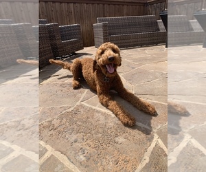 Irish Doodle Puppy for sale in MCKINNEY, TX, USA
