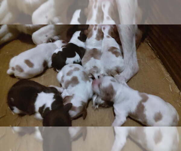 Medium Photo #3 Brittany Puppy For Sale in FORT MC COY, FL, USA