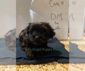 Yorkshire Terrier Puppy for sale in BUNNELL, FL, USA