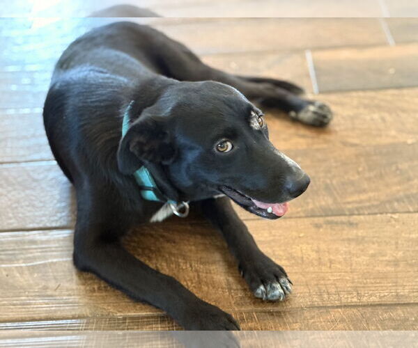 Medium Photo #2 Border Collie-Unknown Mix Puppy For Sale in Royse City , TX, USA