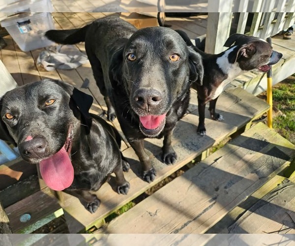 Medium Photo #6 Boston Terrier-Unknown Mix Puppy For Sale in Wakefield, RI, USA