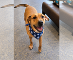 Small Photo #4 Labrador Retriever-Rhodesian Ridgeback Mix Puppy For Sale in Phoenix, AZ, USA