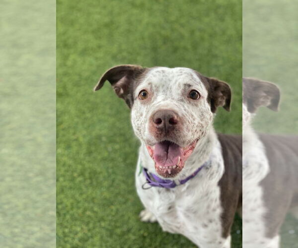 Medium Photo #25 Mutt Puppy For Sale in Pompano Beach , FL, USA