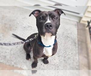 Mutt Dogs for adoption in Caldwell, NJ, USA