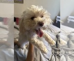 Puppy Puppy 5 Maltipoo